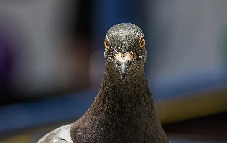 up close of pigeon