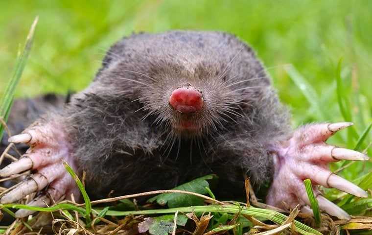 mole coming out of hole