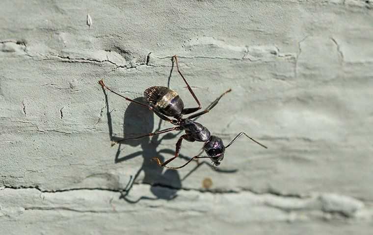 a carpenter ant crawling on a home foundation
