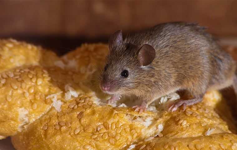 a rat crawling on bread in a los angeles home