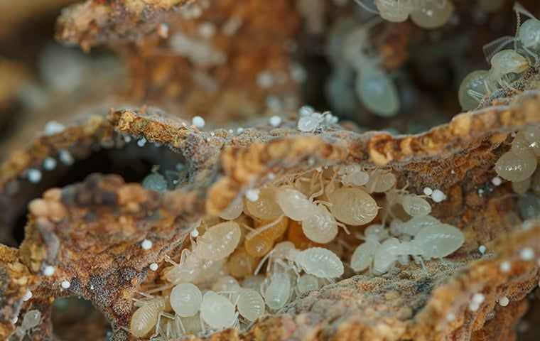 little termites in mud tubes