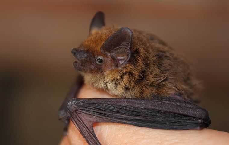 a bat on a persons hand