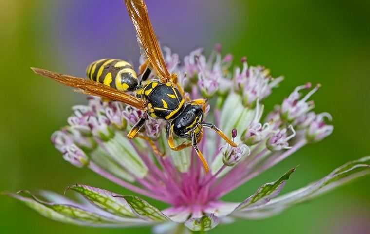 wasp on purple flower