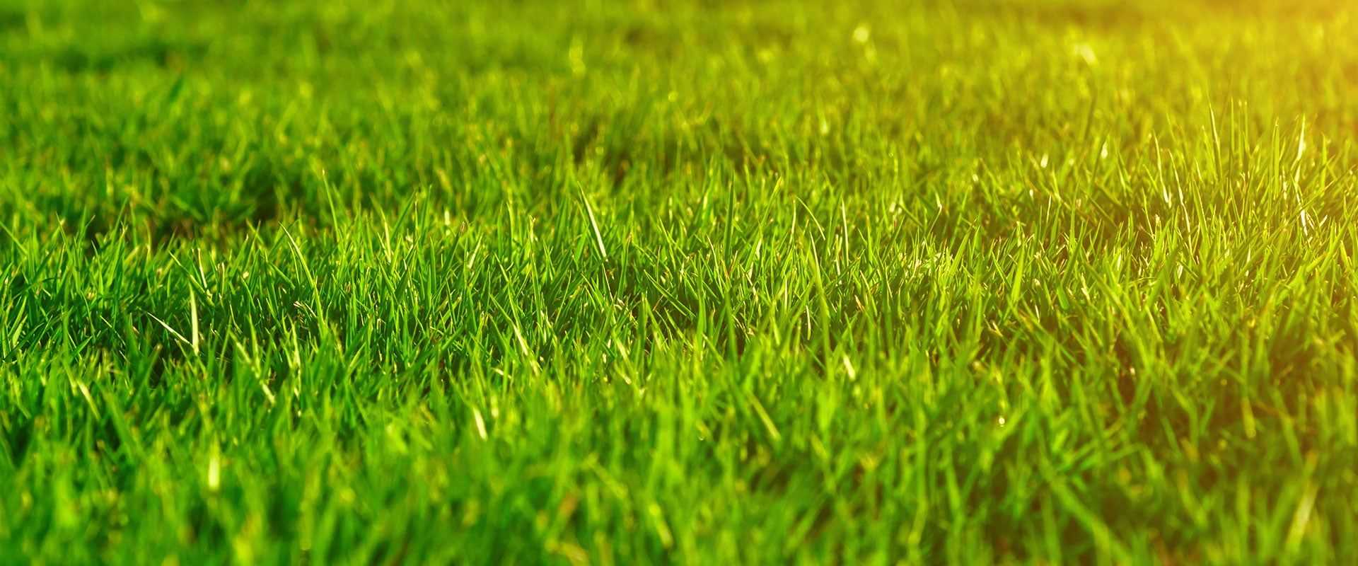 beautiful green grass