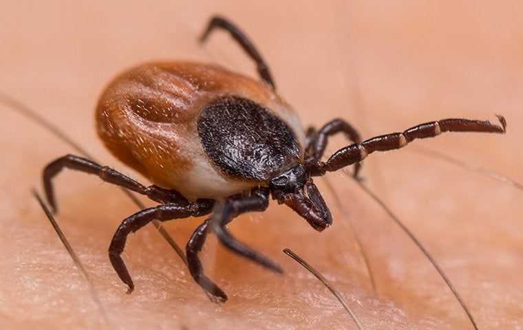 a tick on a persons arm in sacramento