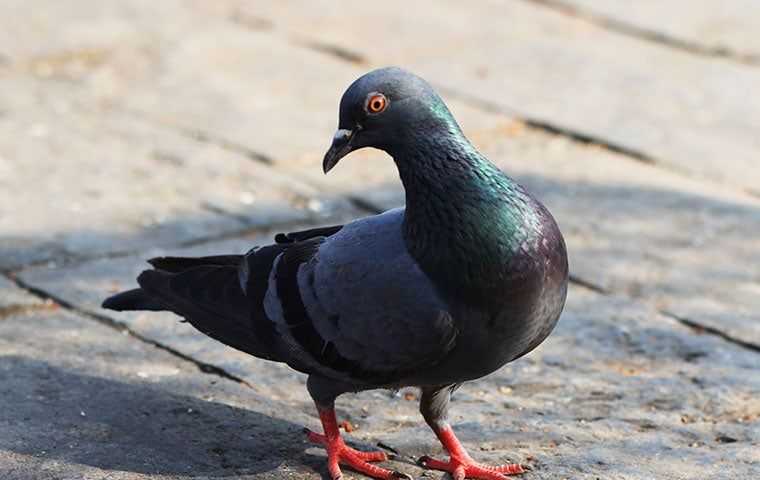 a pigeon in a park
