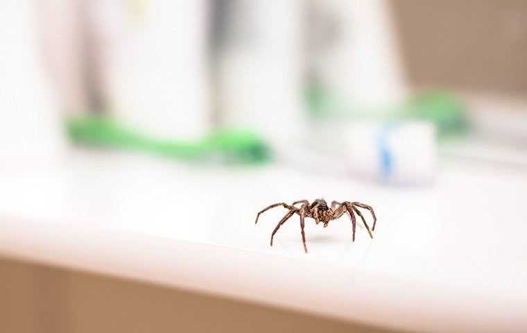 a house spider crawling on a counter top in a los angeles home