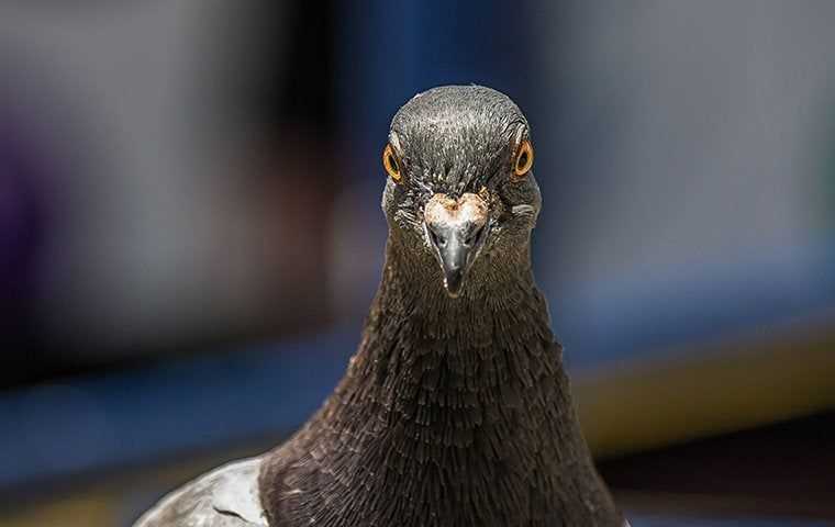 pigeon in san diego