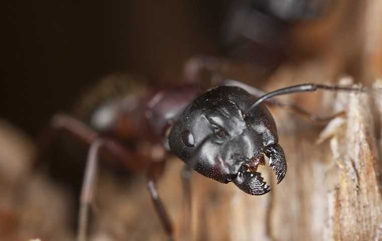 a carpenter ant crawling on damaged wood in sacaramento