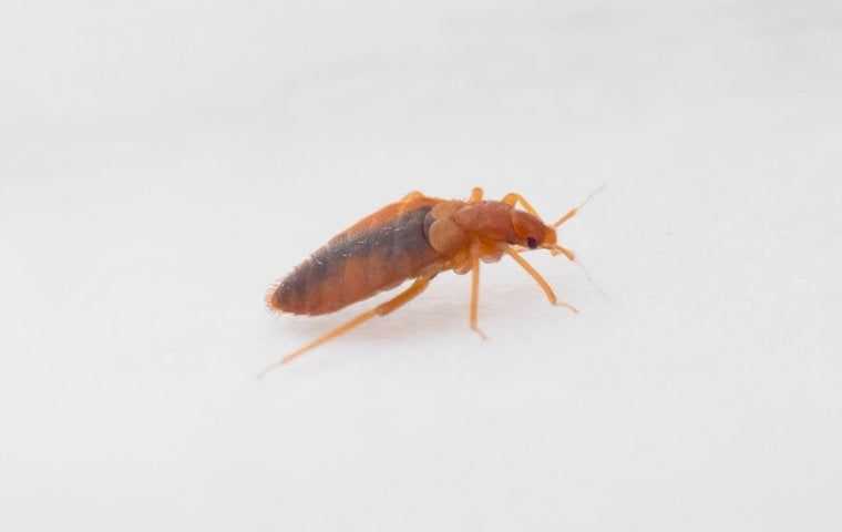 bed bug up close on white sheet