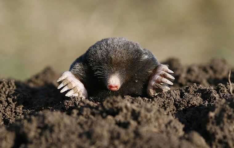 mole coming out of dirt