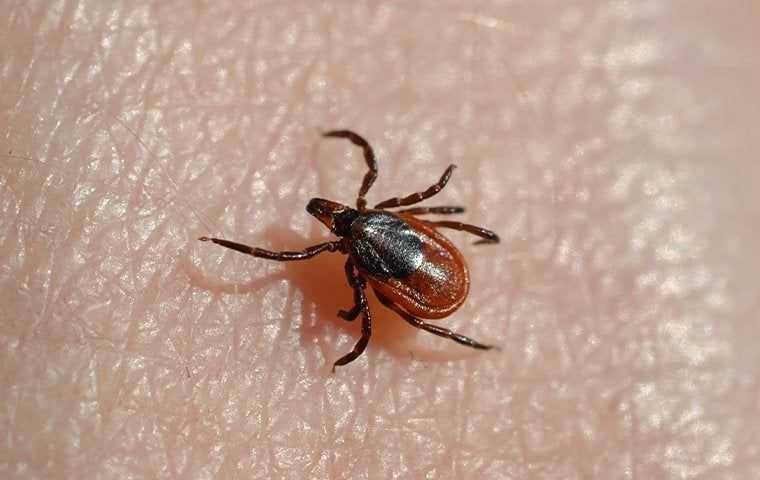 deer tick crawling on a hand