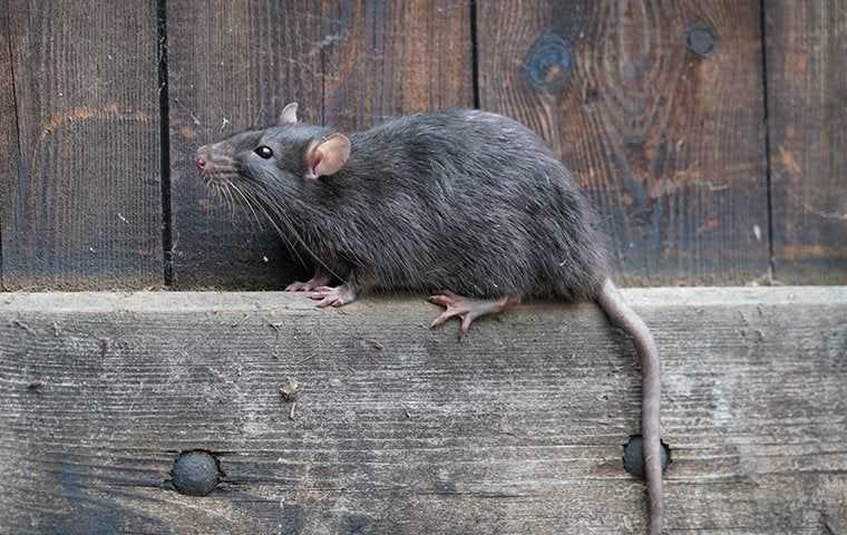a norway rat crawling on a fence