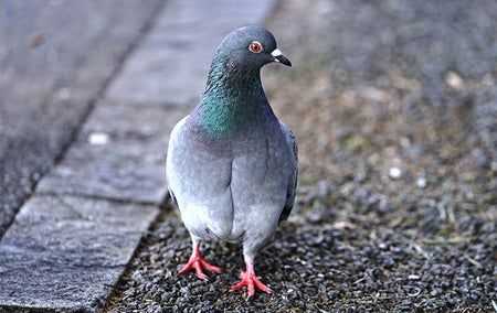 a pigeon walking on the pavement in san diego