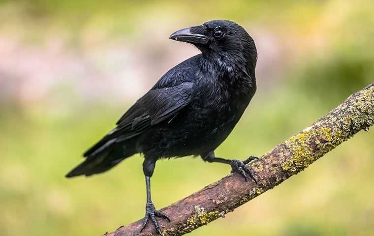 a crow perched on a branch