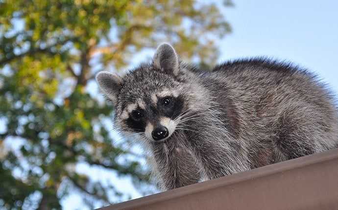a raccoon on a roof