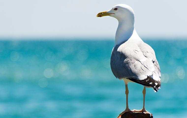 seagull on the coast