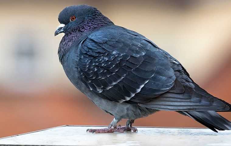 a pigeon on a ledge
