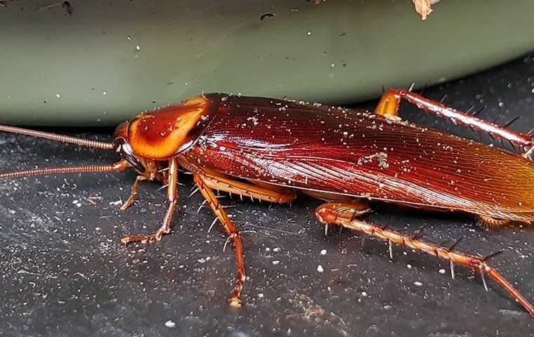 an american cockroach on a counter