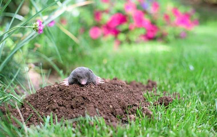 a mole crawling out of a ground hole