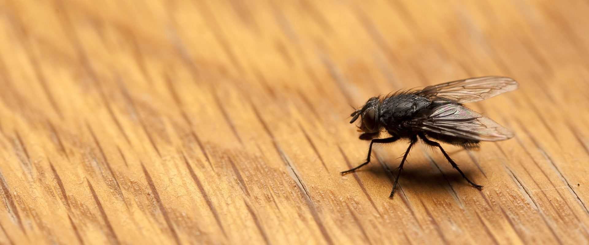 a house fly on a wooden table