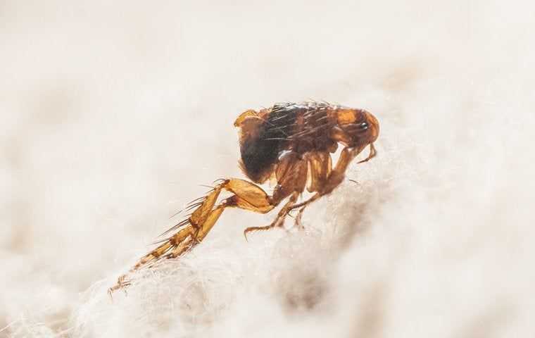 a flea jumping in pet hair
