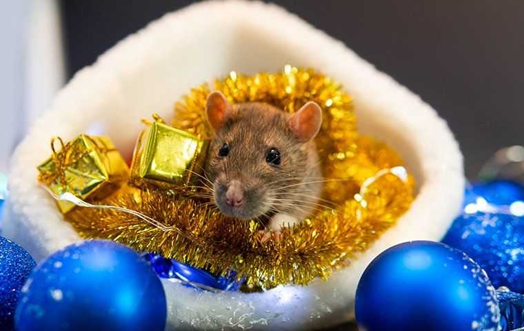 rodent in holiday decorations