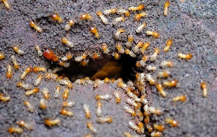 hundreds of termites coming out of a hole in the ground