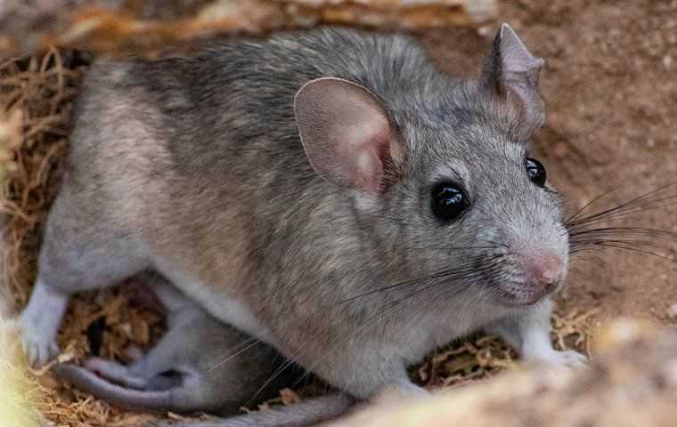 rat with young