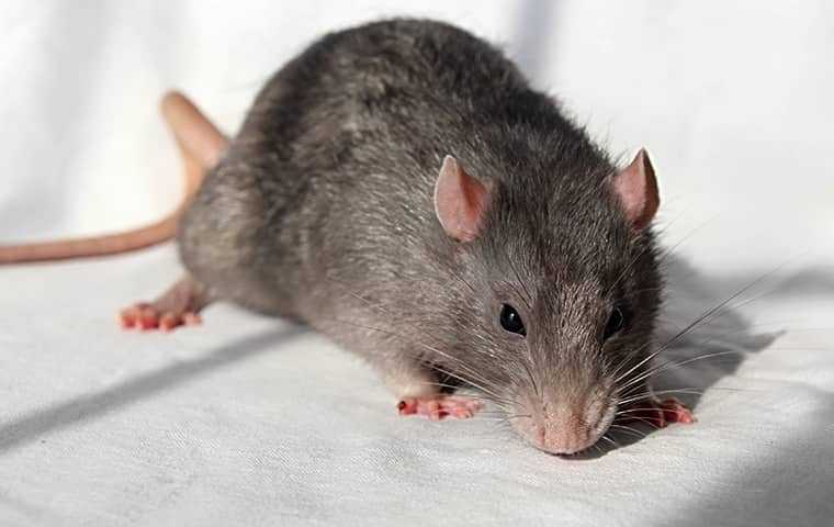 a norway rat on a couch in a home in san diego