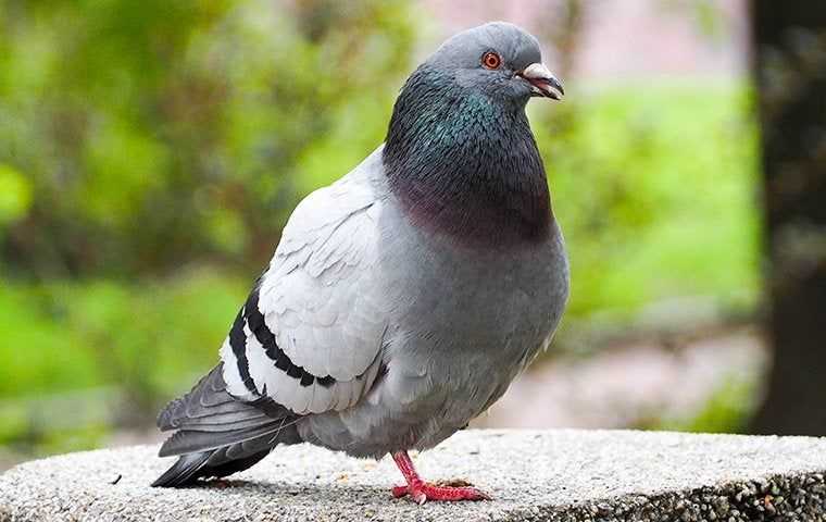 a pigeon perched outside a home