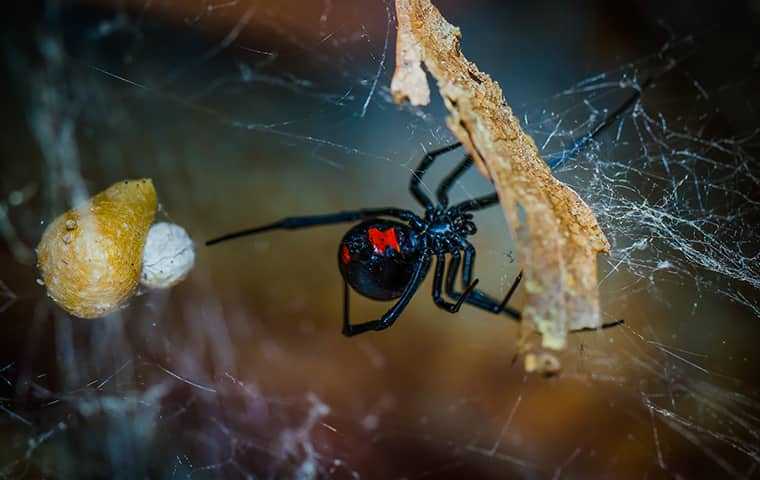 a female black widow spider in her web