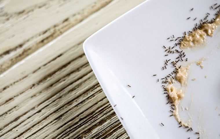 ants on a kitchen dish