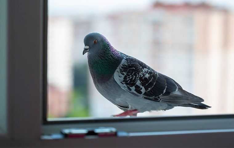 a pigeon perched on a windowsill