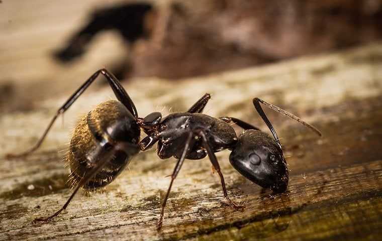 a big carpenter ant