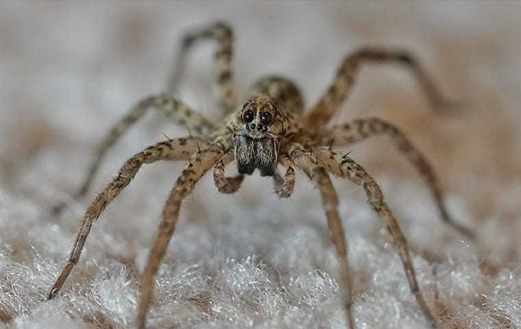 a wolf spider on a living room carpet