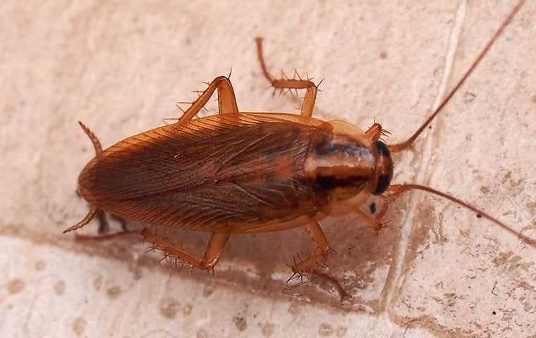 a german cockroach in a home in san diego