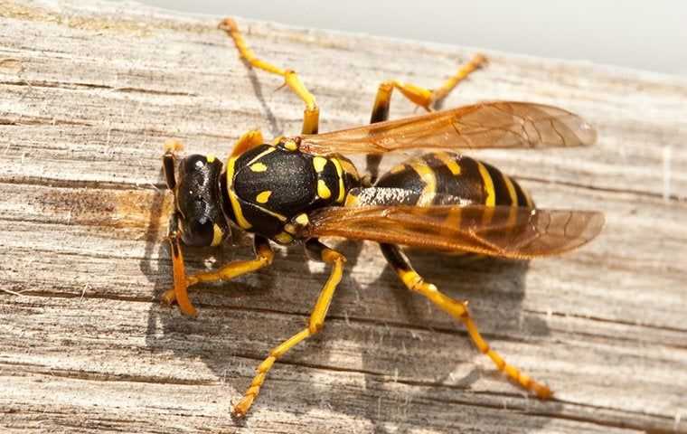 wasp crawling on a porch