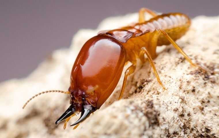 a big termite