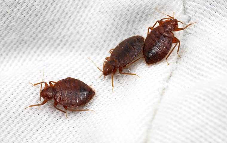 three bed bugs on a bed sheet in orange county