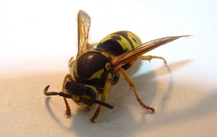 a wasp in a home in orange county