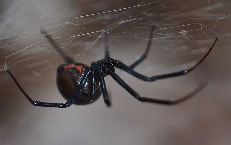 a black widow spider in its web in a basement