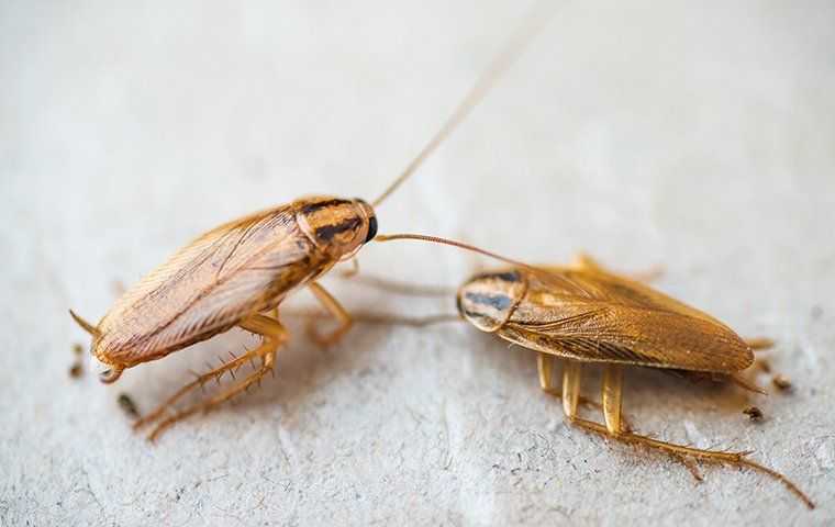 two cockroaches on the floor