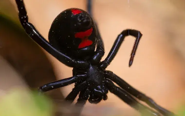 black widow in garden