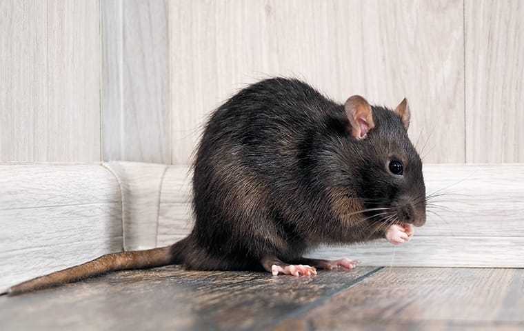 roof rat inside home