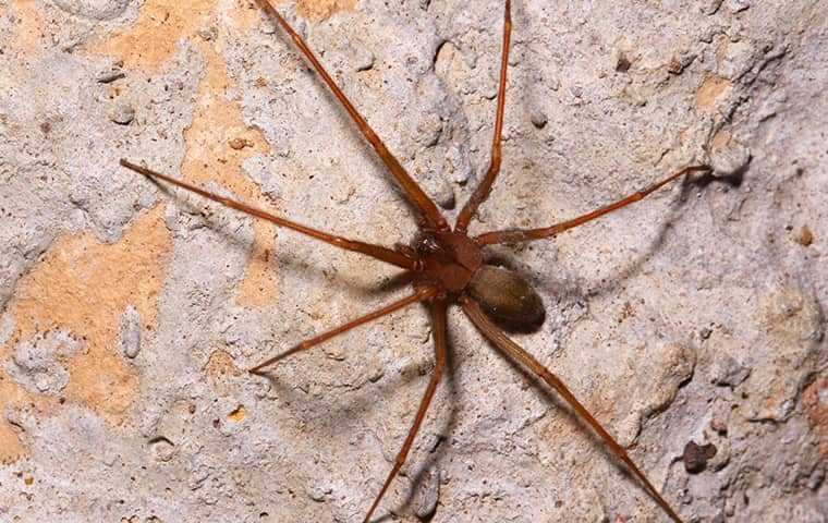 brown recluse spider on rock