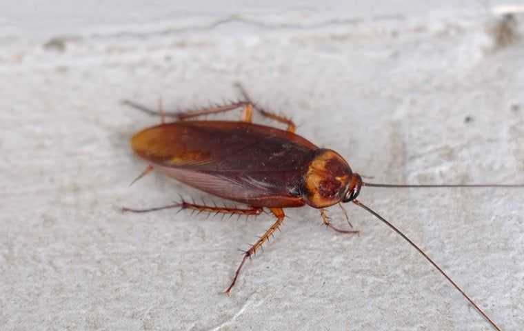 cockroach crawling in basement walls