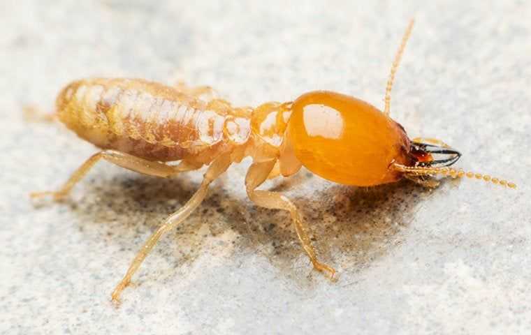 a termite on a kitchen counter in los angeles