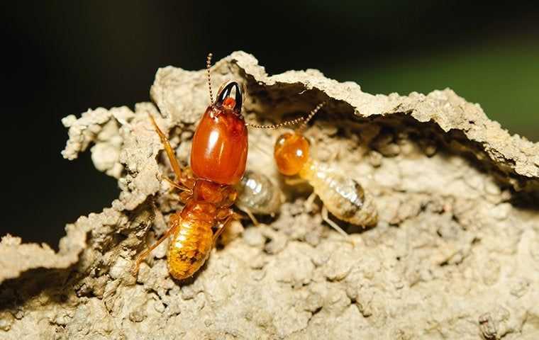 termite on nest