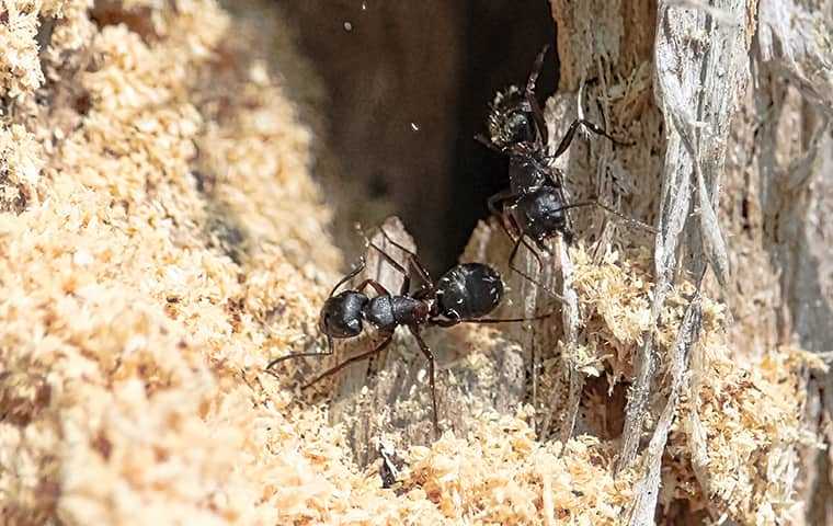 carpenter ants destroying the wood in a house
